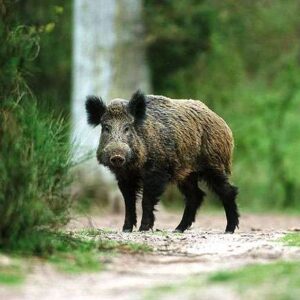 Coadiutore Controllo Cinghiale e Operatore Faunistico #5